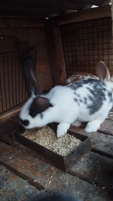 Продаются кролики