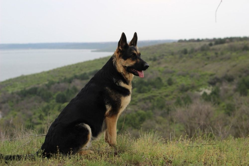 Авчарка ВЕО.