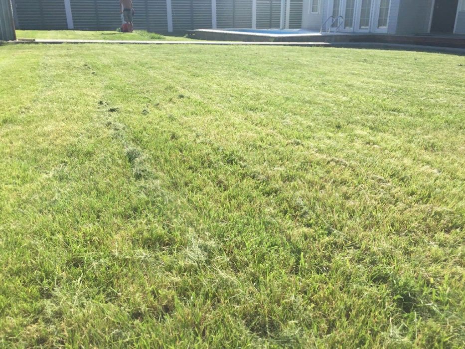 Гидропосевной газон