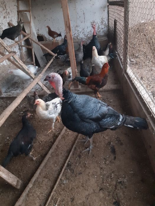 Еркак Индук сотилади