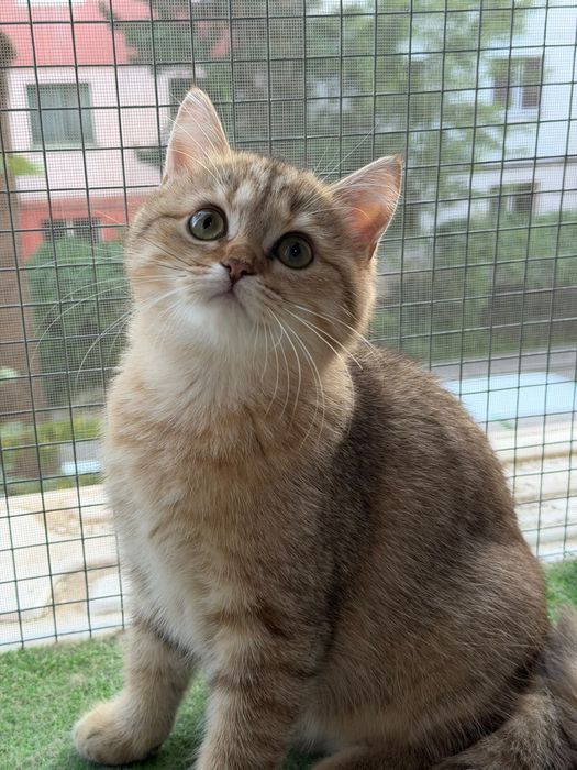 Fetita British Shorthair