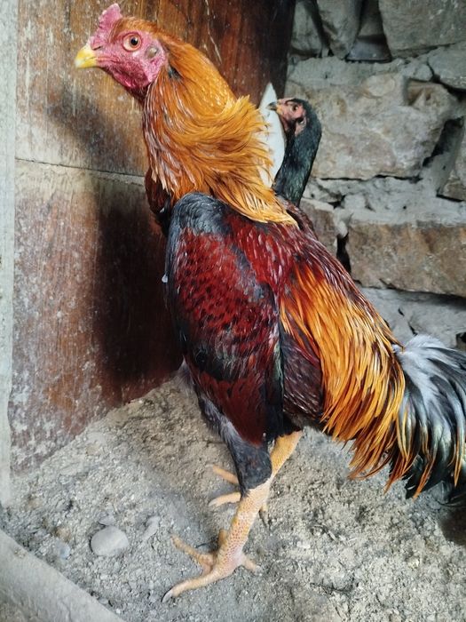 Саман хуроз сотилади.