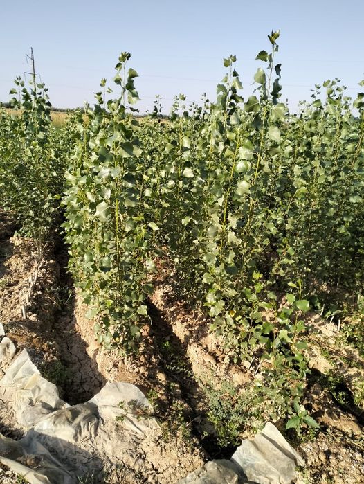 Көшет/Өсімдік егеміз