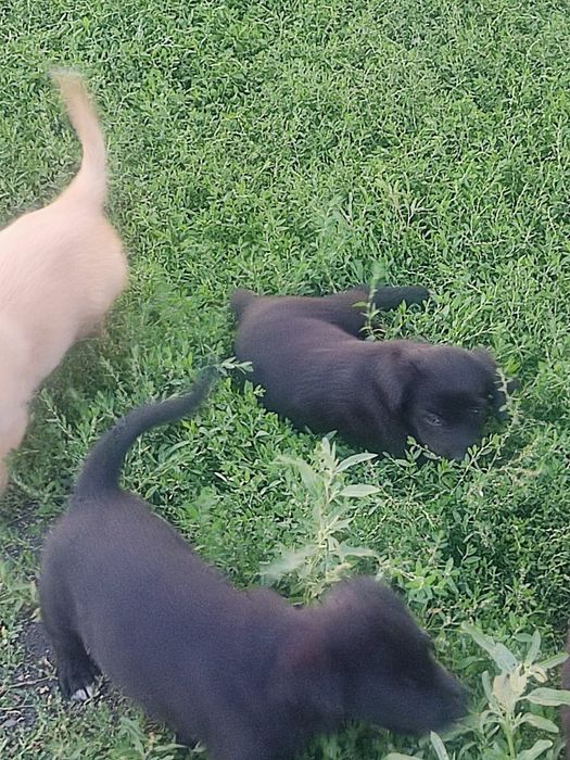 Щенки лабрадора ретривера