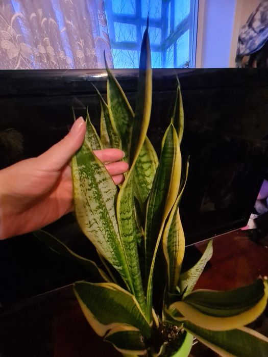 Сансенверия цветок