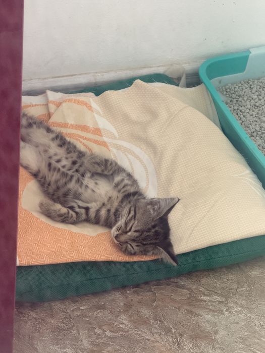 Отдам котенка в хорошие руки