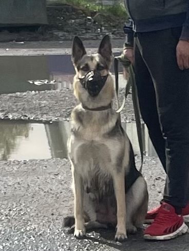 продаются щенки ВЕО