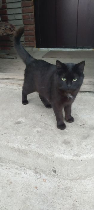 Отдам кошку бесплатно