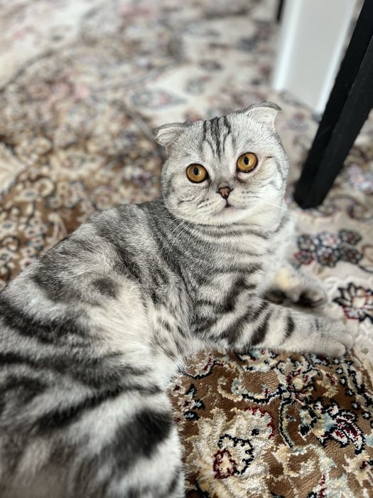 Кот вислоухий шотландец