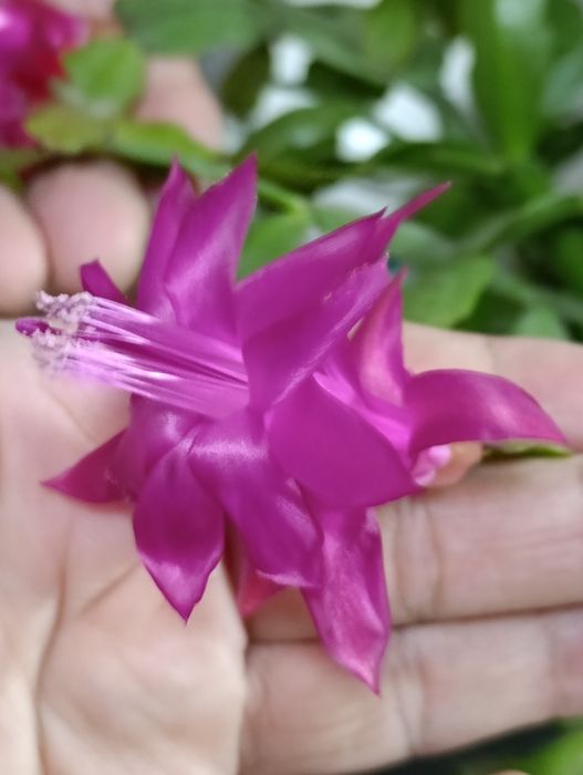 Продам декабриста