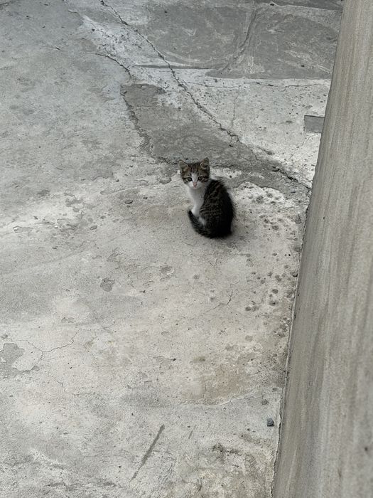 Котята ищут дом