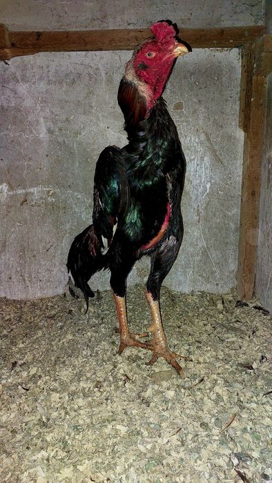 Дакан. Бойцовский петух