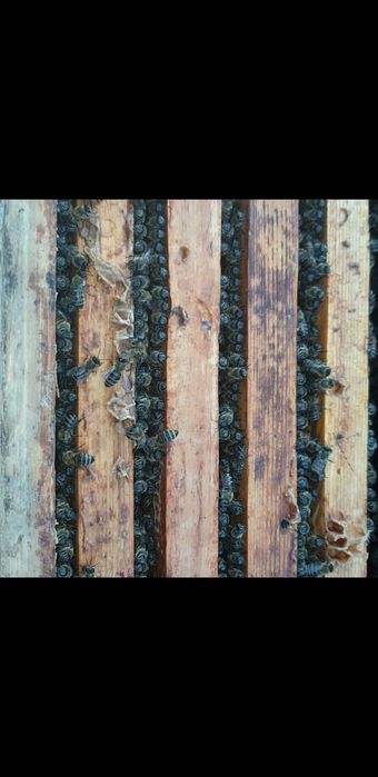 Продам пчелосемьи