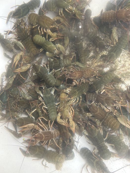 Раки в Караганде