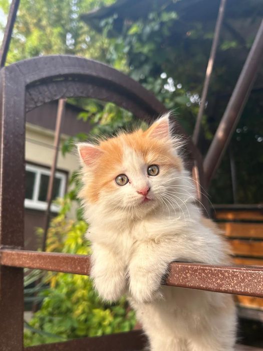 Котенок в хорошие руки.