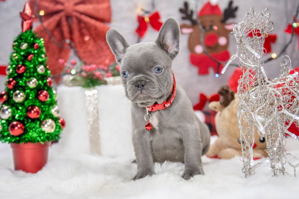 bulldog francez lilac