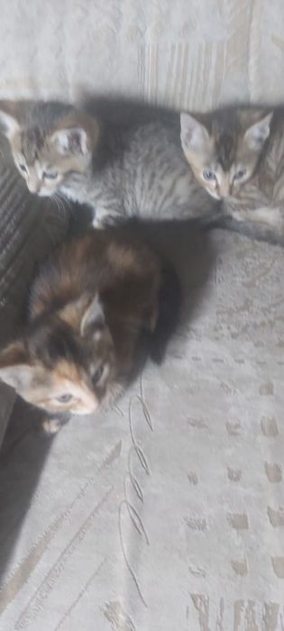 Котята от шотландской кошки