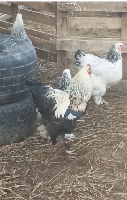 Қораз сатылады жасына толып қалды.