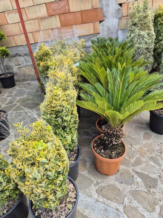 Cedrus arțar japonez salcie Evudimus