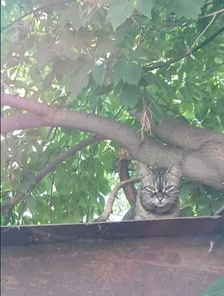 Нашли кошку хозяин отзовись