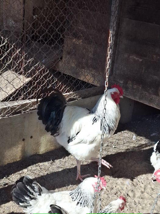 Oua si pui de susex si italieni