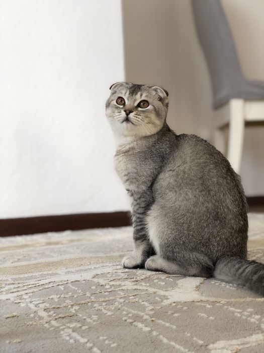 Продам шотланский котёнок вилоухая