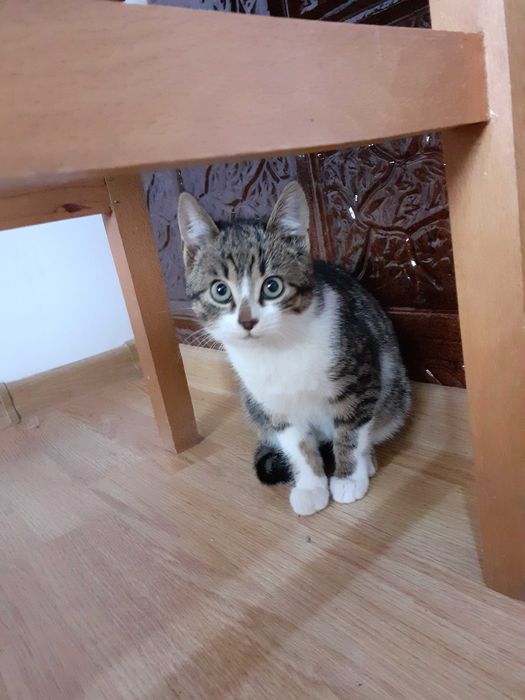 Adoptie donatie pisoi