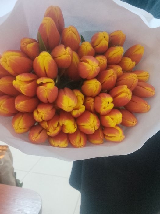 Тюльпаный голанские