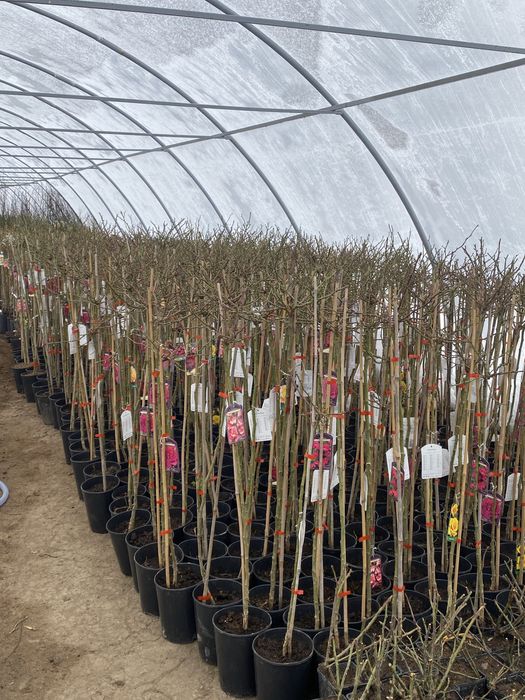 Pomi fructiferi și arbuști