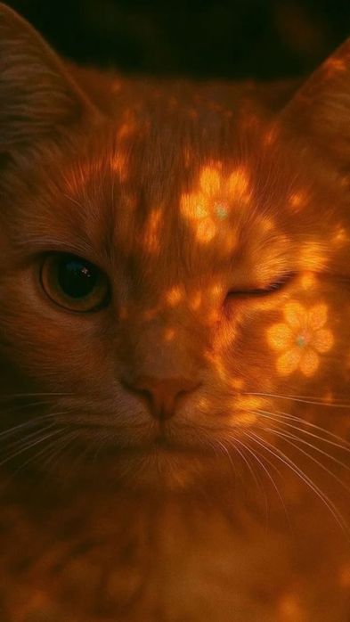 Кошка, по имени Осень