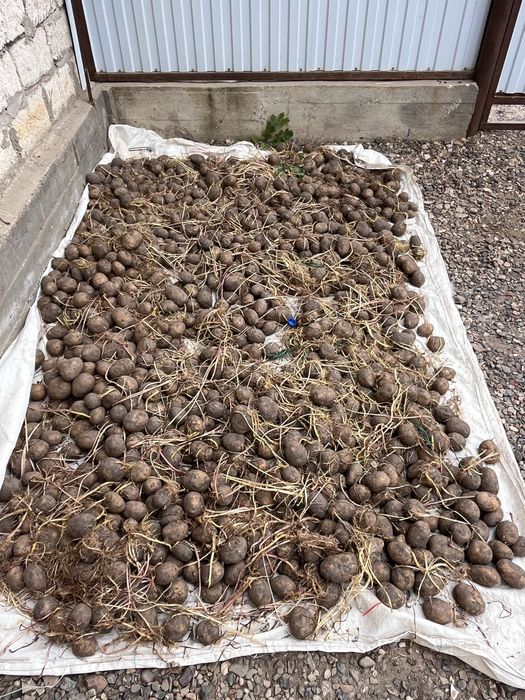 Продам картошку для посадки
