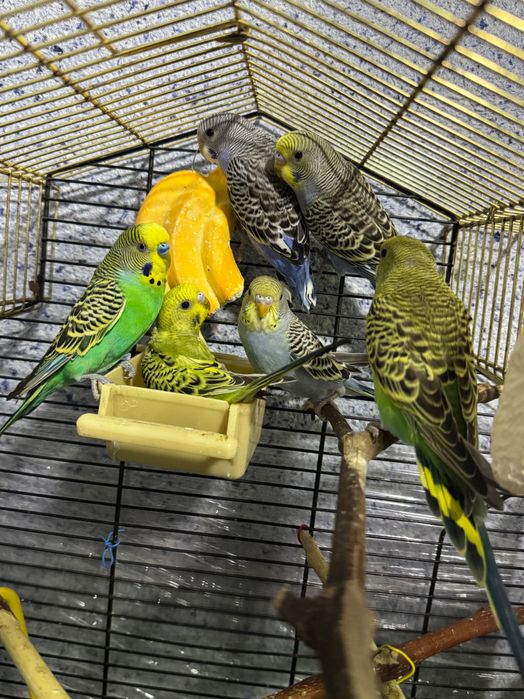 Папугай волнистый