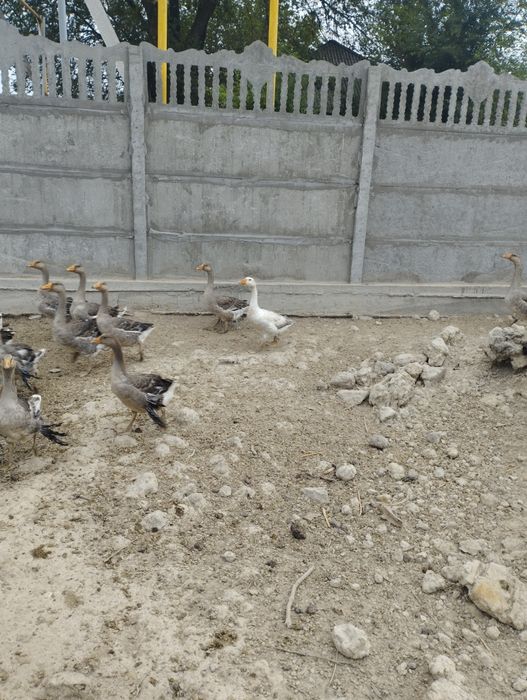Продам гусей Крупно серые