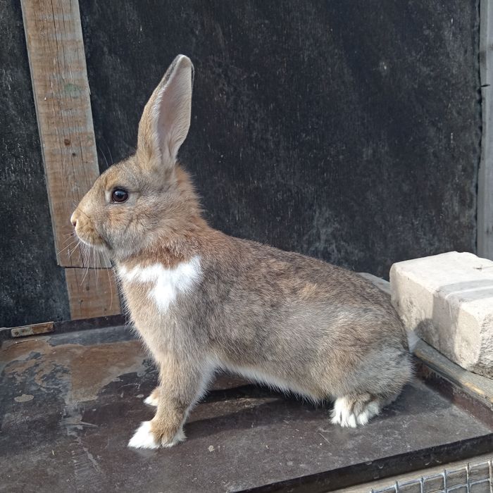 Продам крольчат полу великан