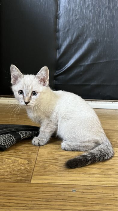 Котята бесплатно в добрые руки