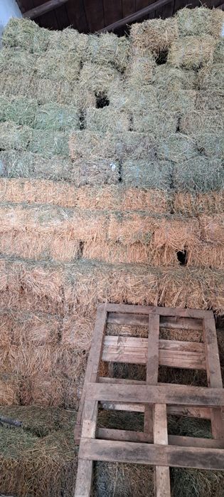 Baloti lucerna coasa 1, 2, 3 - cereale de vanzare