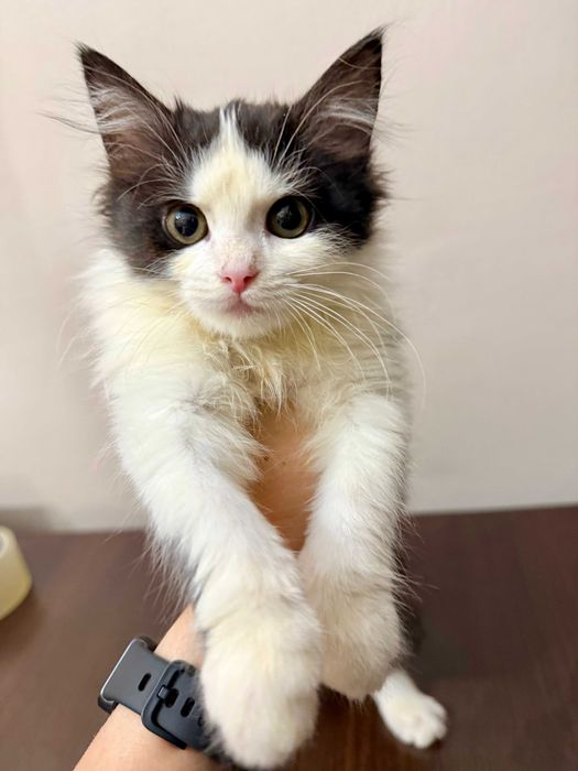 Котенок девочка ищет любящую семью