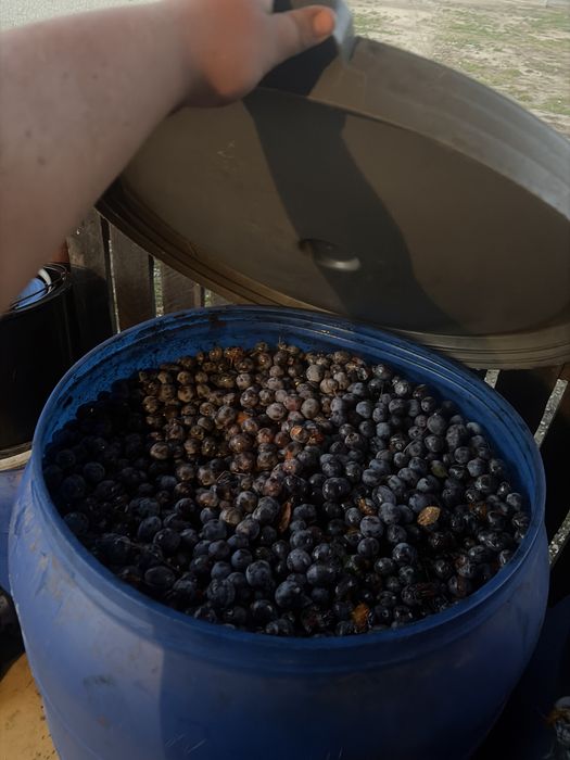 Prune de vanzare