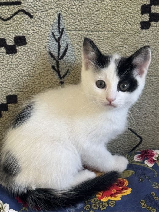 Котята домашние 2,5 месяца два мальчика и девочка