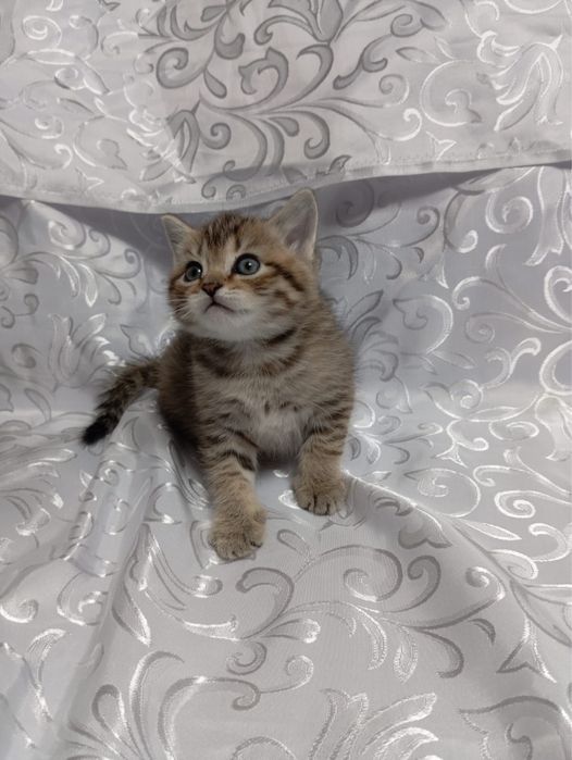 Продам котенка (скоттиш-страйт)