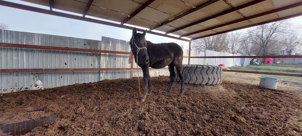 Продажа жерибёнка