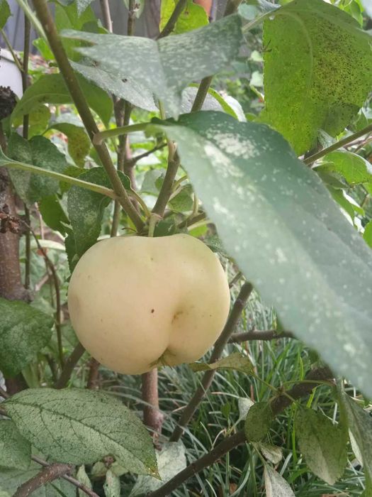 Декоративна ябълка