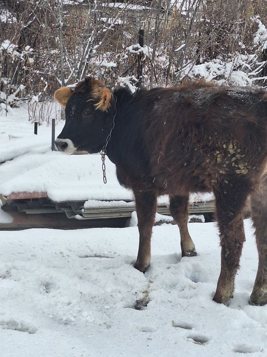 Продам тёлку аулаколь