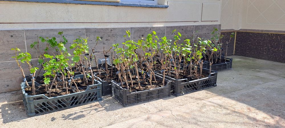 Жүзім кошет виноград