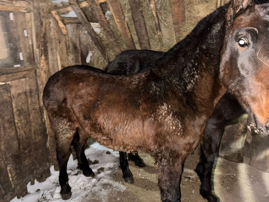 Продам тайлар с откорма