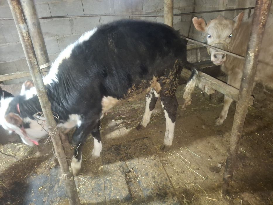 телочки и бычок 1