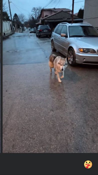 Подарявам кученца,баща -хъски,майка -немска овчарка.