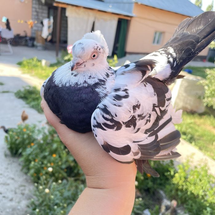 Продам голубей молодых