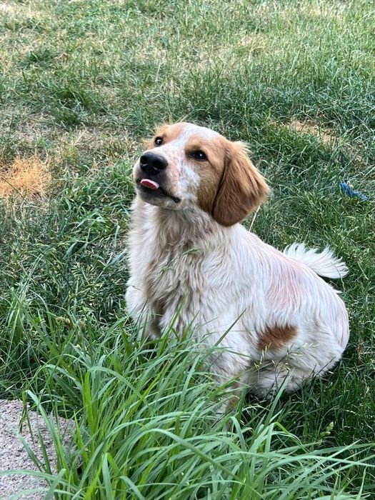 Отдам в добрые руки