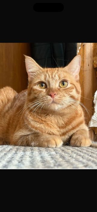 Отдам в хорошие руки